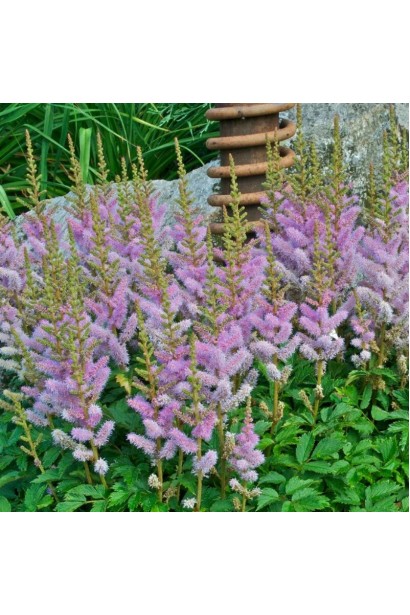 Астильба китайська в ландшафті